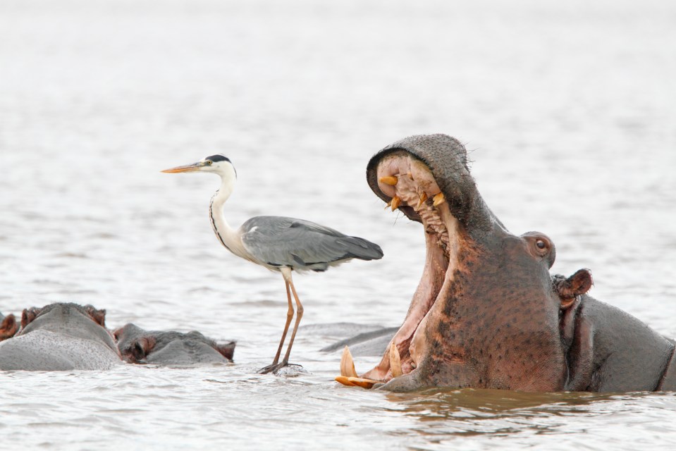 Yawn free - the beast gapes its mouth behind heron