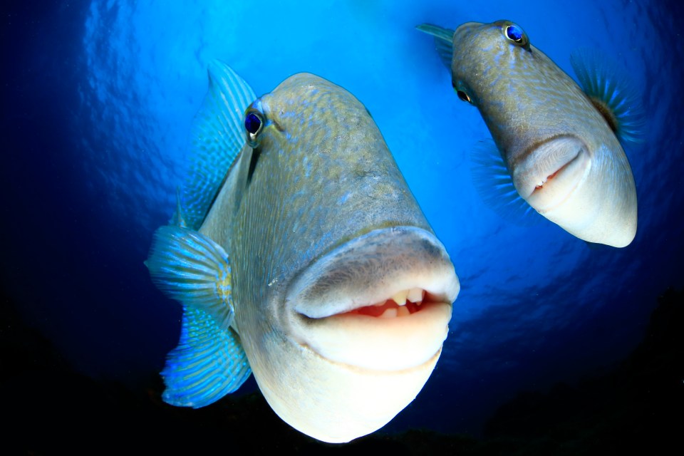 Fish and lips - these two seem to pose for the camera
