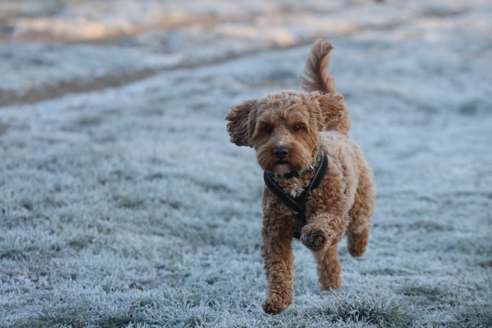 Bushy Park in Southwest London was hit with heavy frost cover