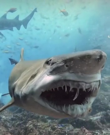 Sand tiger sharks have been responsible for 29 attacks on humans, although none have been fatal