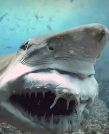 It suddenly extends its jaw, revealing a terrifying set of teeth