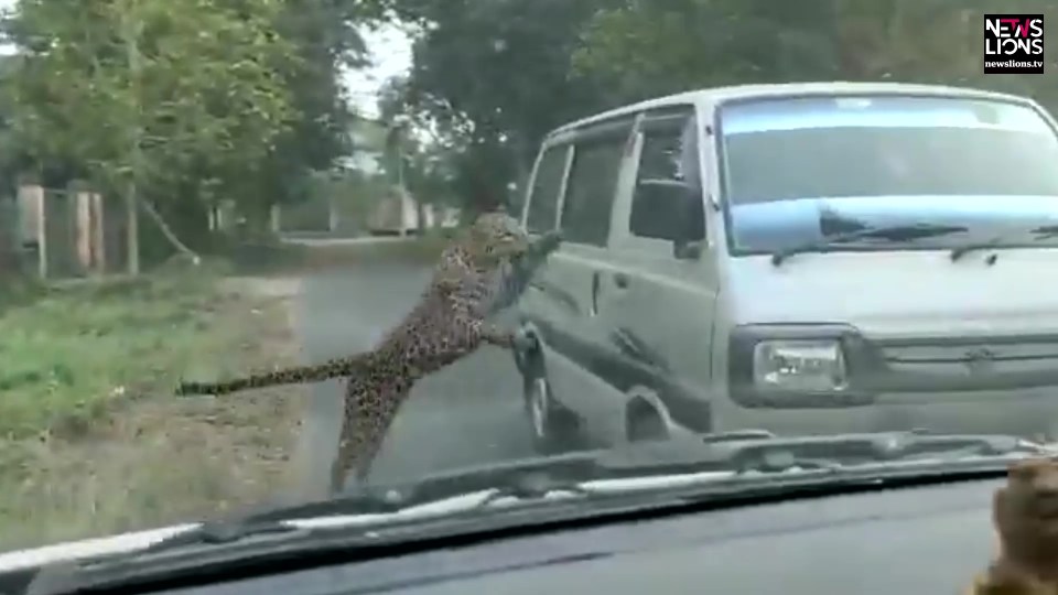 The wild cat makes a deadly lunge towards residents in a van