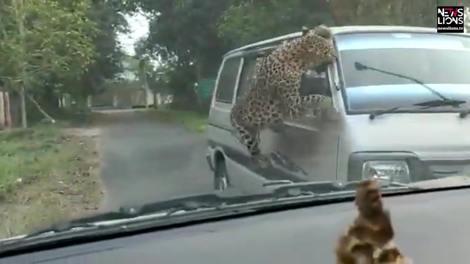 As the animal clings to the van it tries to rip off the window