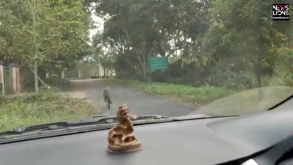 The big cat then scampers off into the nearby village