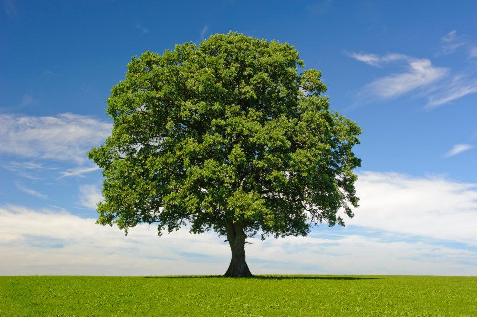 With the right visionary at the helm, our economy can bloom