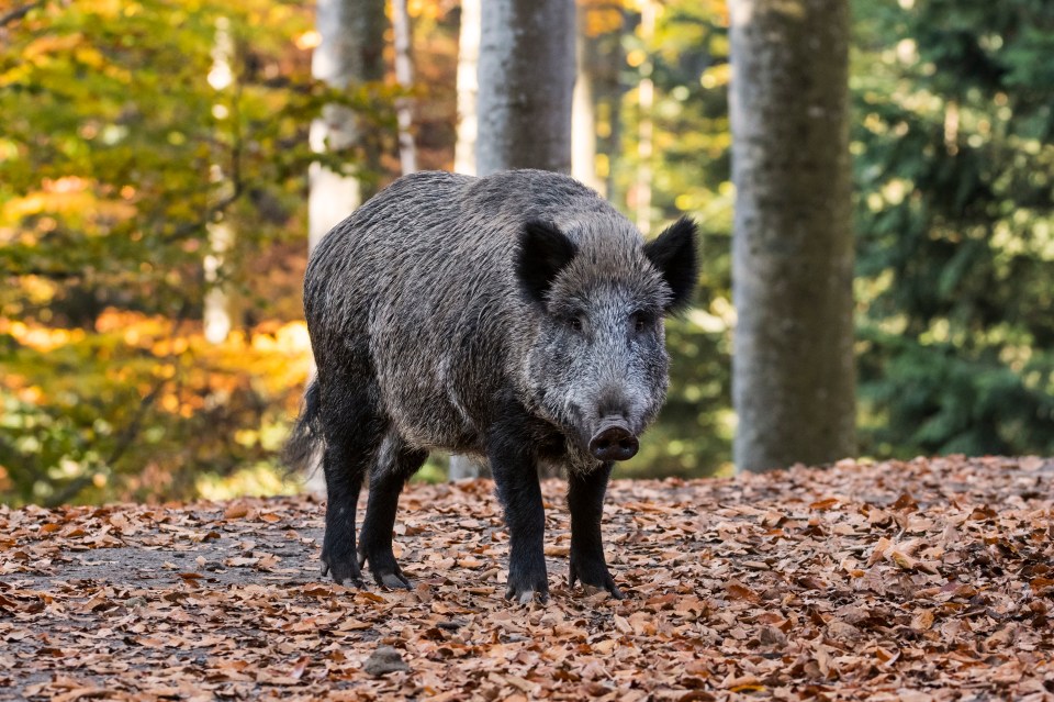 He was mistaken for a wild boar