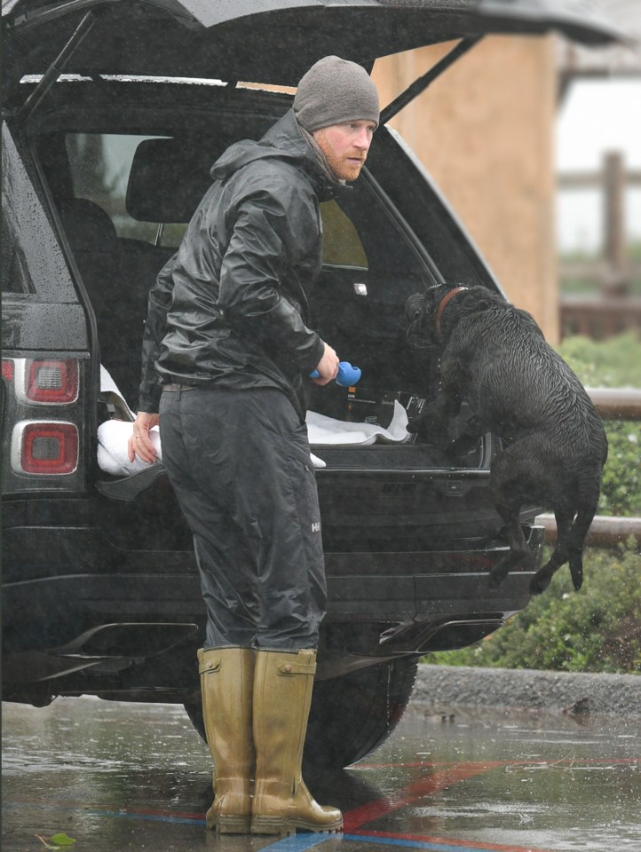 Prince Harry looked in a sombre mood as he walked his dog alone