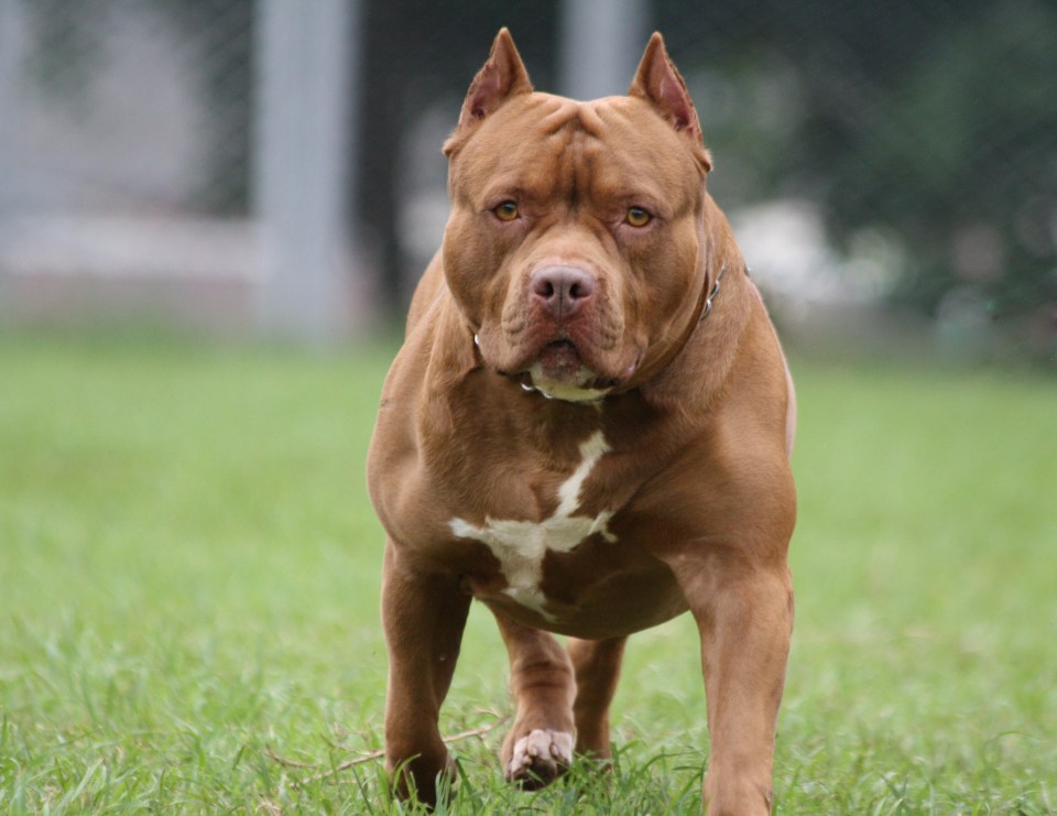 Pitbull walking on grass.
