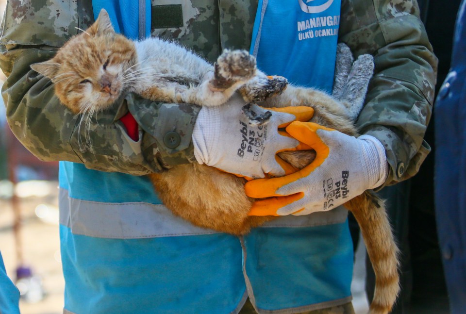 Search and rescue crew pulled an injured cat from rubble of collapsed building in Turkey