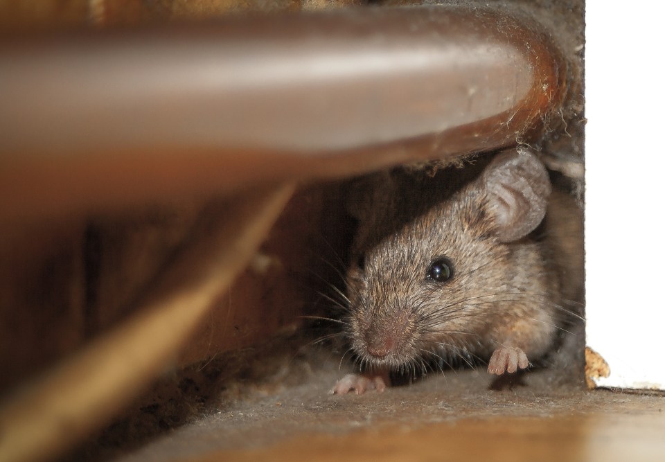 Pest control experts have shared their advice on how to deter pests