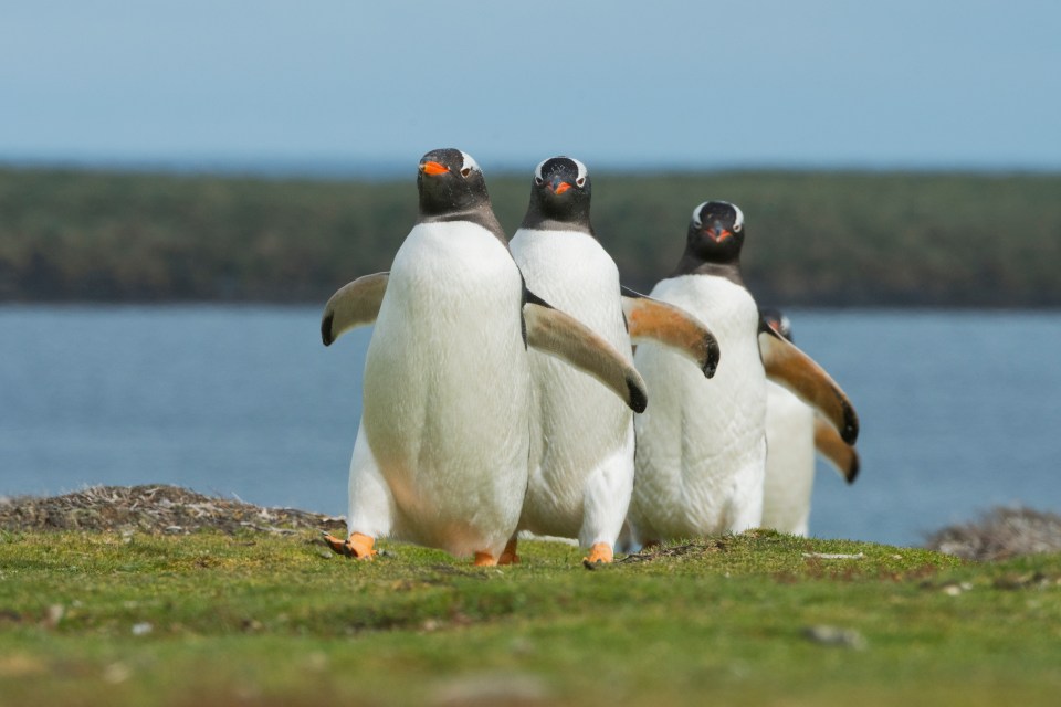 Recruits with a taste for adventure are needed to count penguins in Antarctica