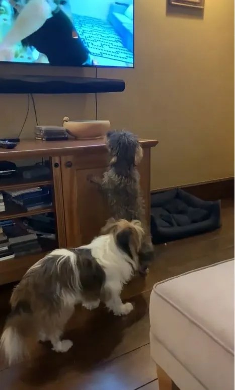 The star shared his home with his husband and five beloved dogs