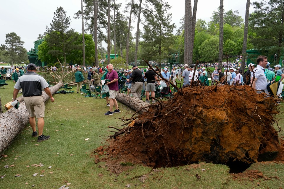 Miraculously no one was hurt when the trees fell due to the wind