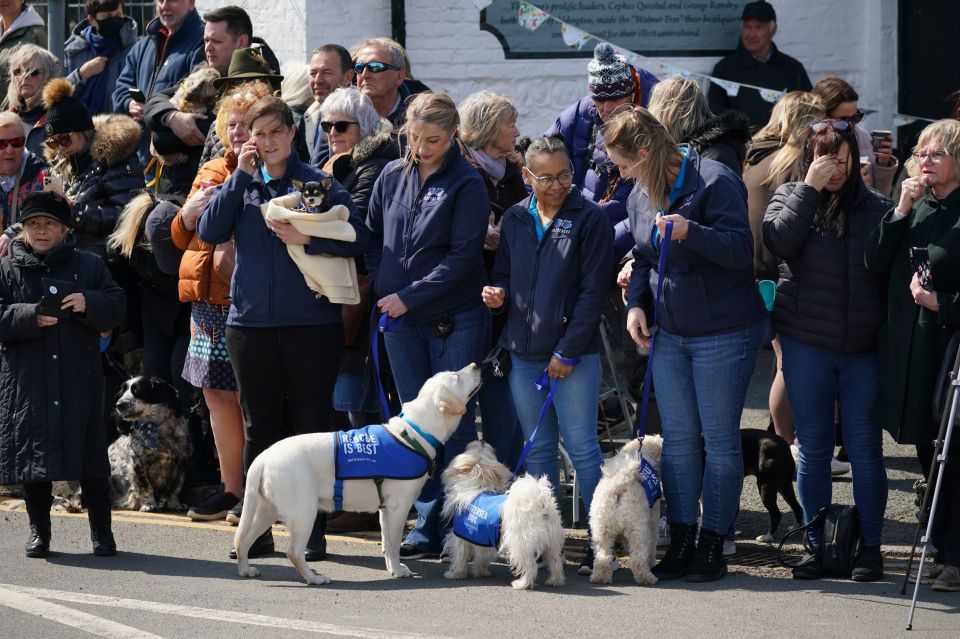 Fans and their canines swarmed the streets for the procession