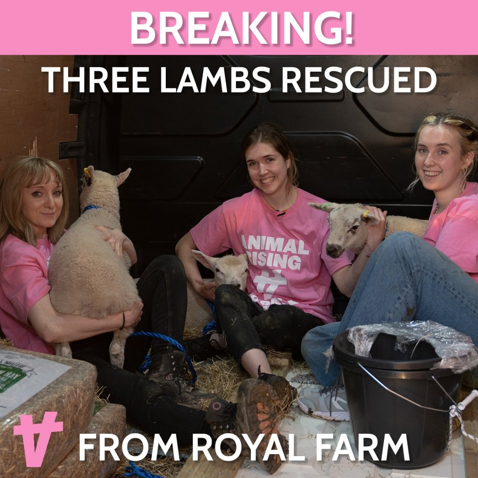 BREAKING: Royal Sheep Rescue: Animal Rising Free Animals From Sandringham Estate, , 25 May 2023, , I'm emailing this morning with a breaking story involving the Royal Family, Animal Rising have rescued 3 sheep from the Sandringham Estate last night - with the 3 women involved handing themselves in at Windsor this morning., , Link To Release: http://www.animalrising.org/post/royal-sheep-rescue-animal-rising-free-animals-from-sandringham-estate, , We have experienced spokespeople able to offer further comments or interviews- in-person in London or Glasgow, or remotely., , Many Thanks,, , Nathan McGovern, , Animal Rising Press Co-Ordinator, , BEGINS, , Royal Sheep Rescue: Animal Rising Free Animals From Sandringham Estate