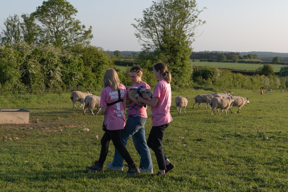 Handout photo issued by Animal Rising of their activists taking sheep. The animal rights activists say they have taken three lambs from the King's Sandringham Estate in Norfolk. Imagery released by Animal Rising shows three women, in pink Animal Rising t-shirts, walking through a field of sheep and loading the lambs into the back of a vehicle. Animal Rising said that the women took the three lambs from Appleton Farm at around 8pm on Wednesday. Issue date: Thursday May 25, 2023. PA Photo. See PA story PROTEST Lambs. Photo credit should read: Animal Rising/PA Wire NOTE TO EDITORS: This handout photo may only be used in for editorial reporting purposes for the contemporaneous illustration of events, things or the people in the image or facts mentioned in the caption. Reuse of the picture may require further permission from the copyright holder.