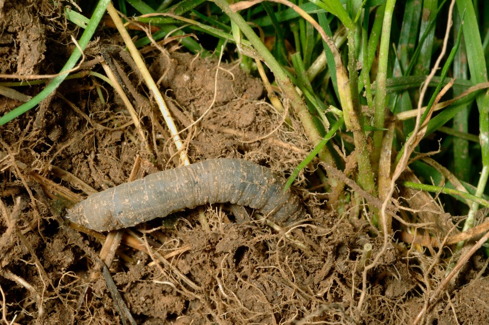 Gardener Chris McIllroy has revealed the remedy