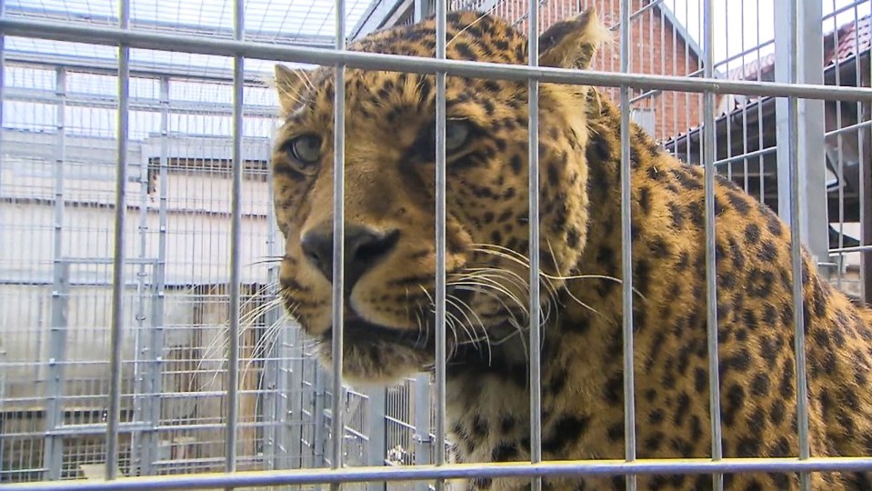 The famous leopard named Troja had previously taken part in a Panasonic commercial