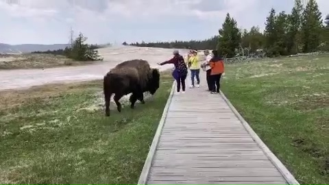 This woman brazenly tried to stroke the bison before it lunged towards her