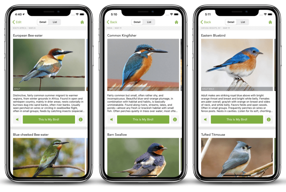 The app Merlin listens out for bird song