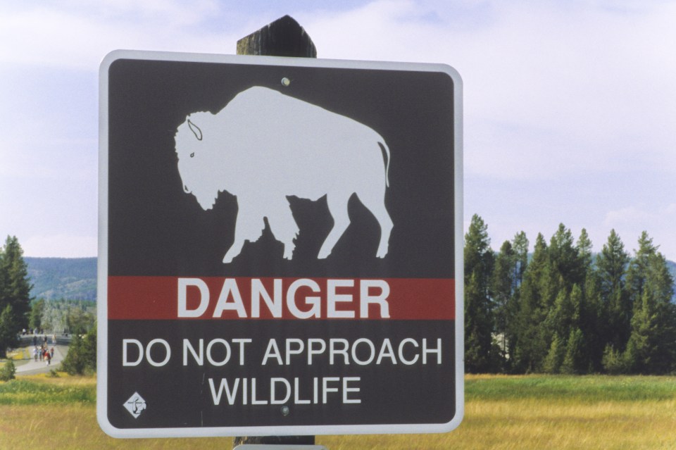Tourists are warned to stay at least 25 yards away from animals at all times
