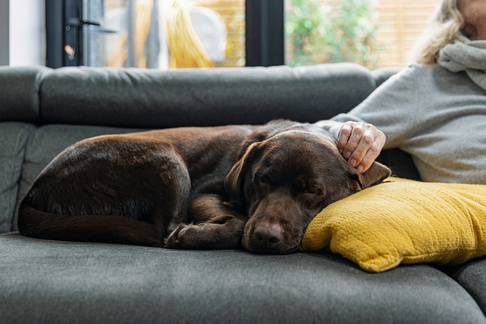 William stressed the importance of acknowledging children or pets when visiting someone's home