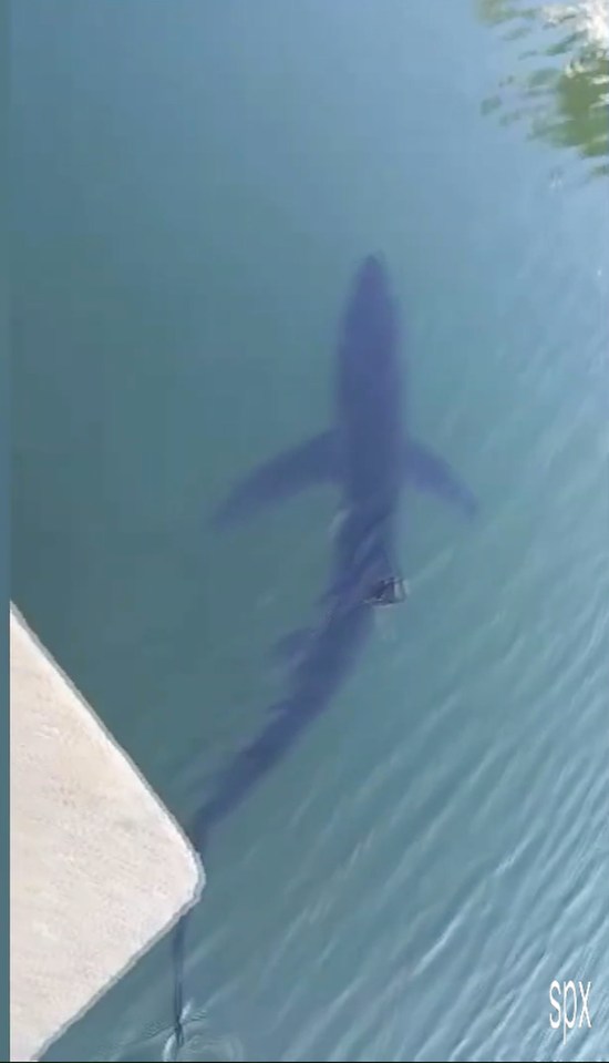 The same species was also spotted in shallow waters in Menorca