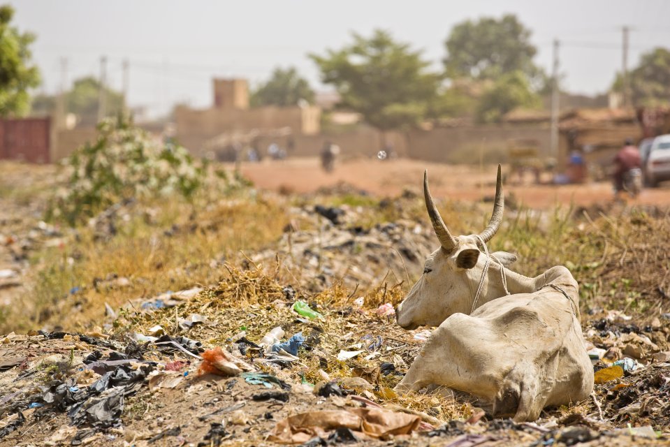 The pictures taken in Mali, India and Morocco show working animals