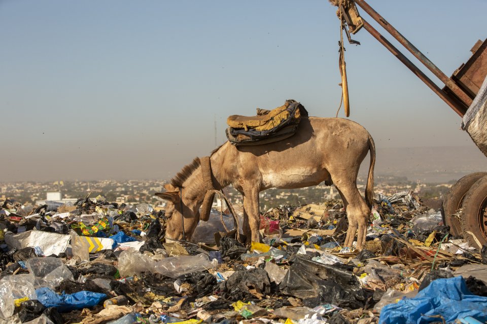 They can be seen searching for food among mountains of plastic and other waste