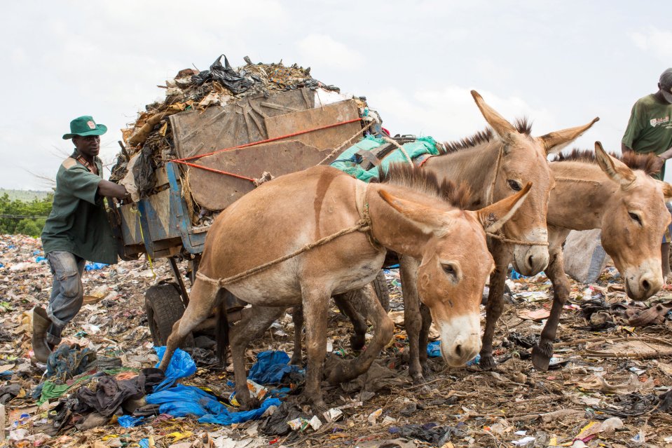Animals help their owners earn a small income by transporting water and goods