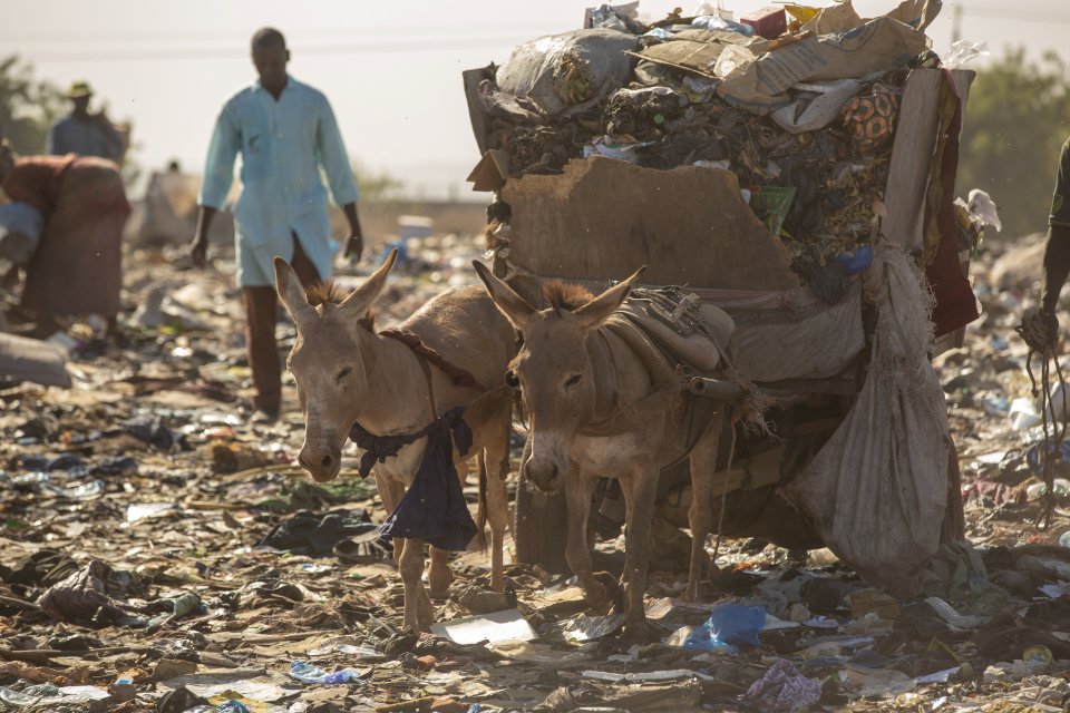 Working animals even carry waste and plastic itself to rubbish dumps