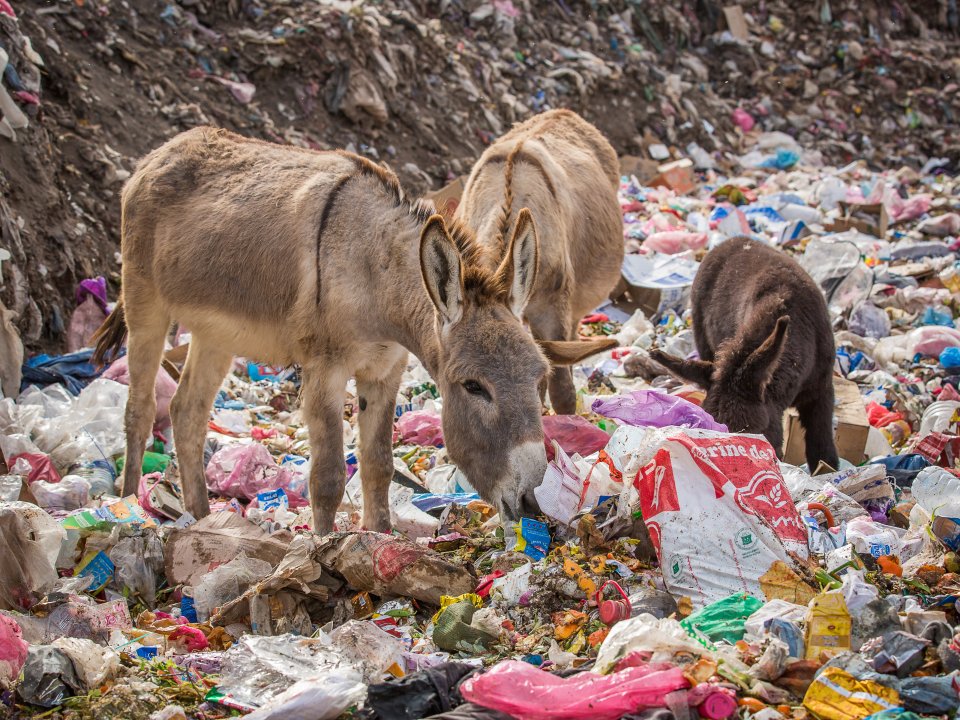 Harrowing images of donkeys desperately scavenging for food