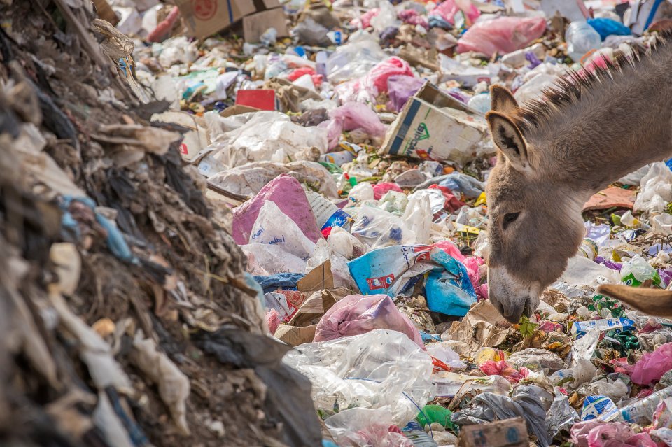 Plastic pollution is posing a deadly threat for donkeys
