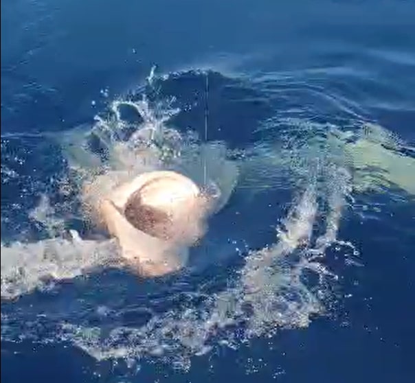 The shark approached a boat off the coast of Cap de Formentor, near Puerto Pollensa