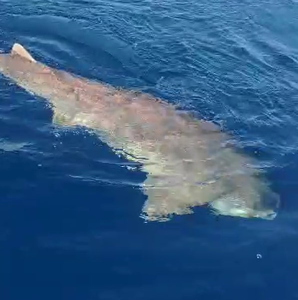 The animal was identified as a cow shark, a species that rarely comes to the surface