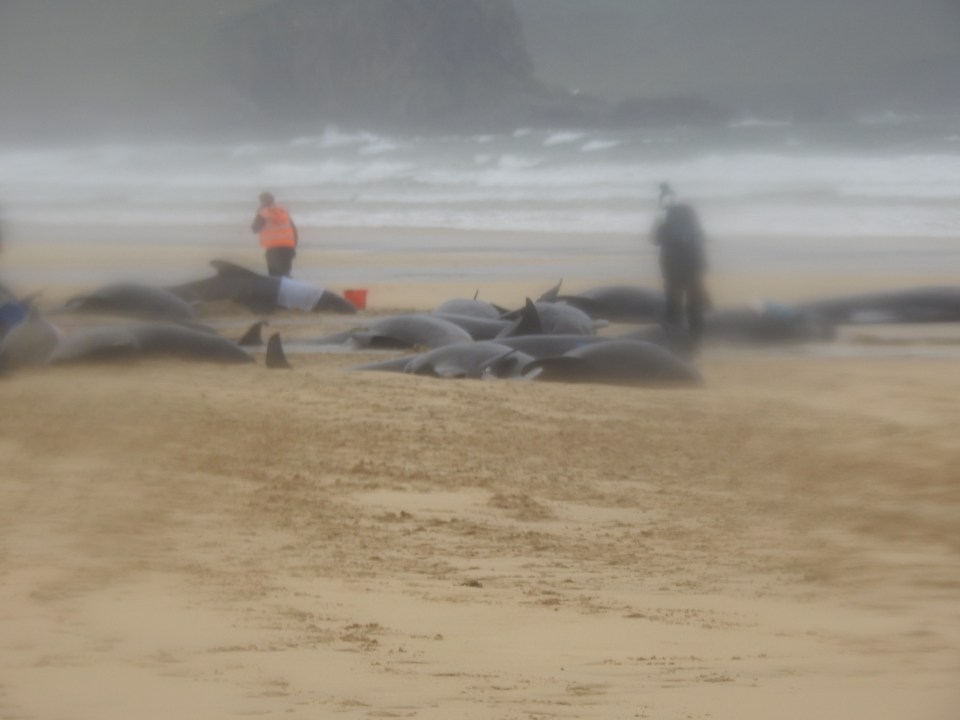 Rescuers battled driving rain and strong winds to try to save the animals