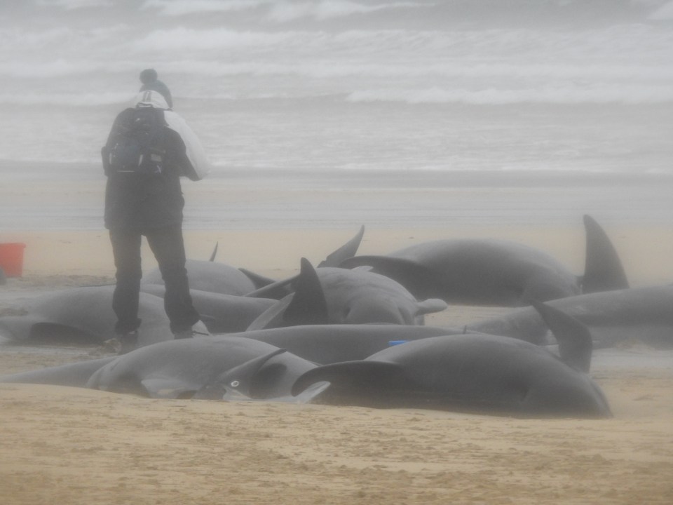By the time rescuers arrived at the beach only some 15 whales were still alive