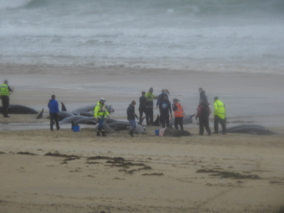 Around 55 pilot whales were stranded on the beach