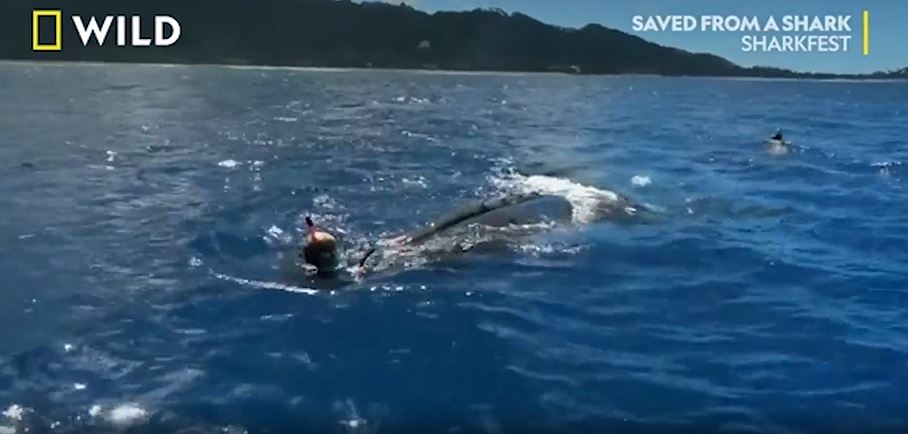 Heartwarming footage shows how the whale escorted the snorkeller back to the boat