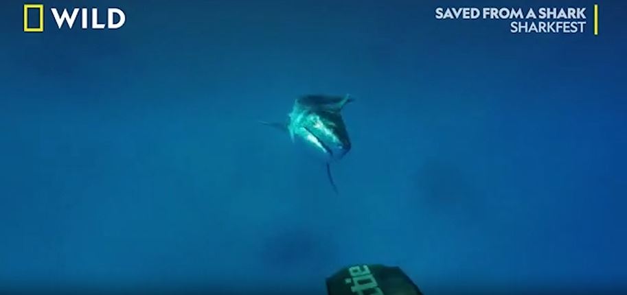 The entirety of the extraordinary encounter was caught on camera