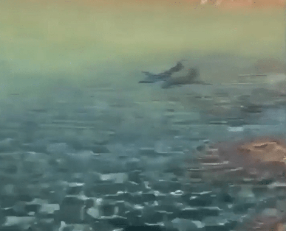 Two hammerhead sharks were spotted off the Canary Coast