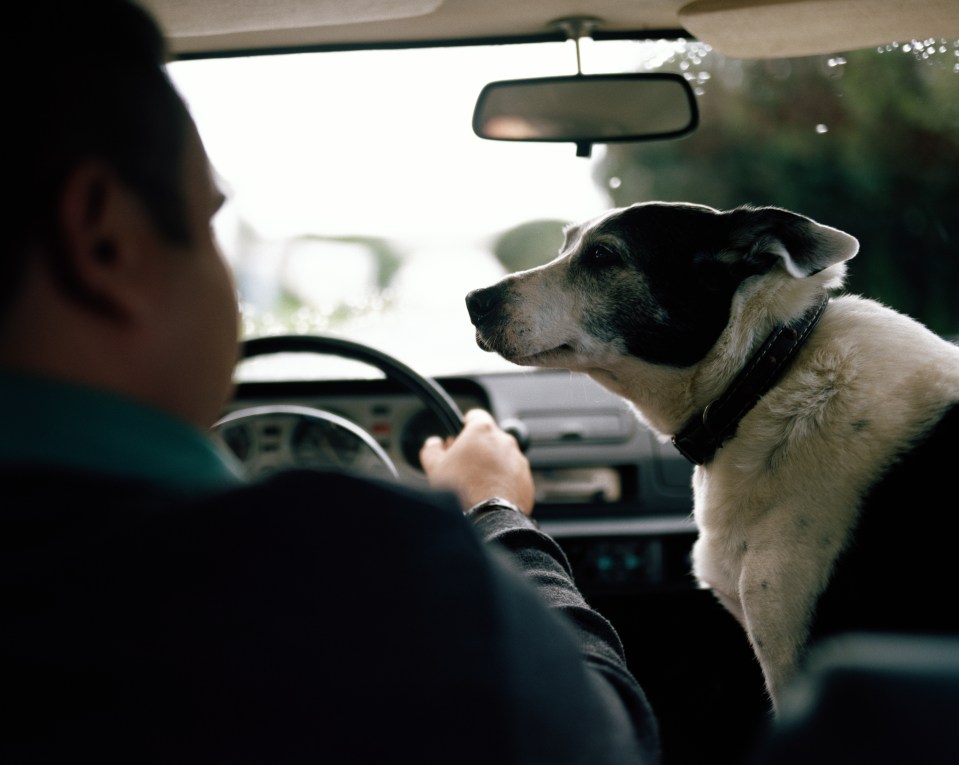 If your dog is not legally restrained while you're driving you could face a hefty fine