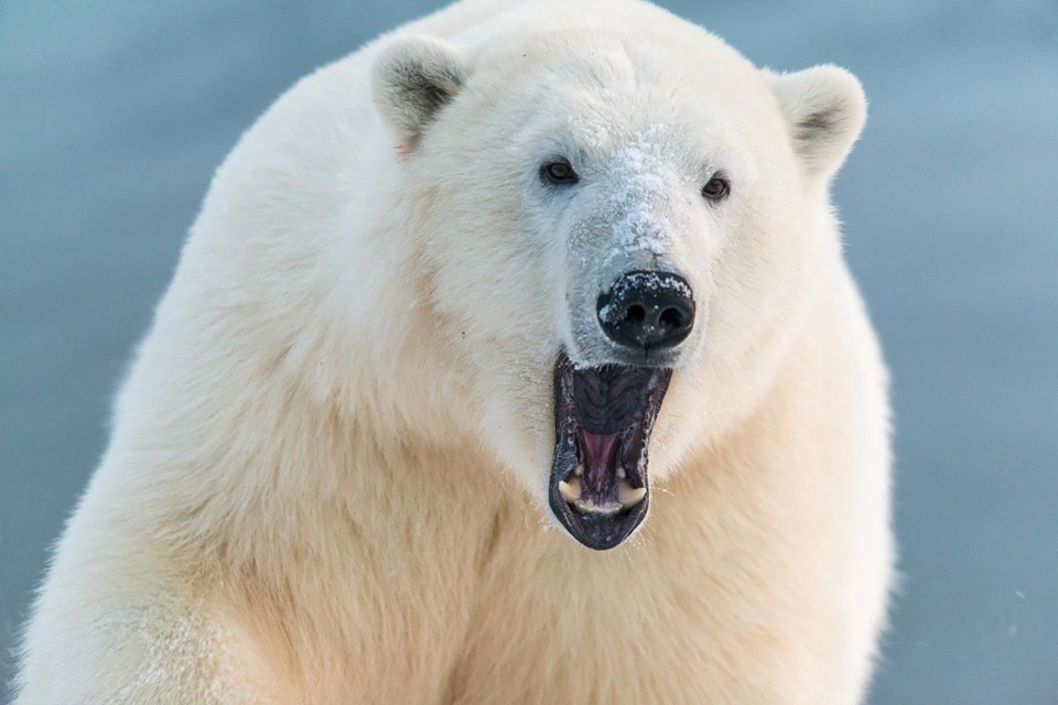 A polar bear in the Yamal peninsula in northern Russia.