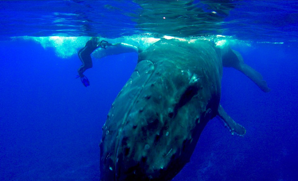 She was seen hiding behind the hulking whale as the shark grew closer