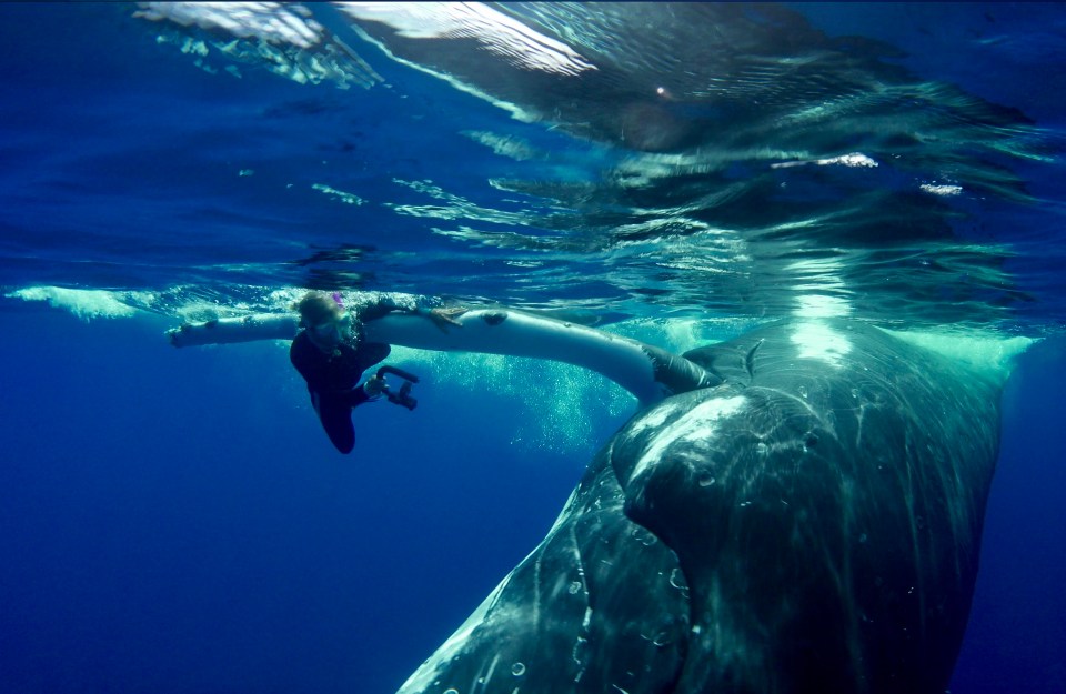 The majestic creature incredibly shielded Nan Hauser from a tiger shark
