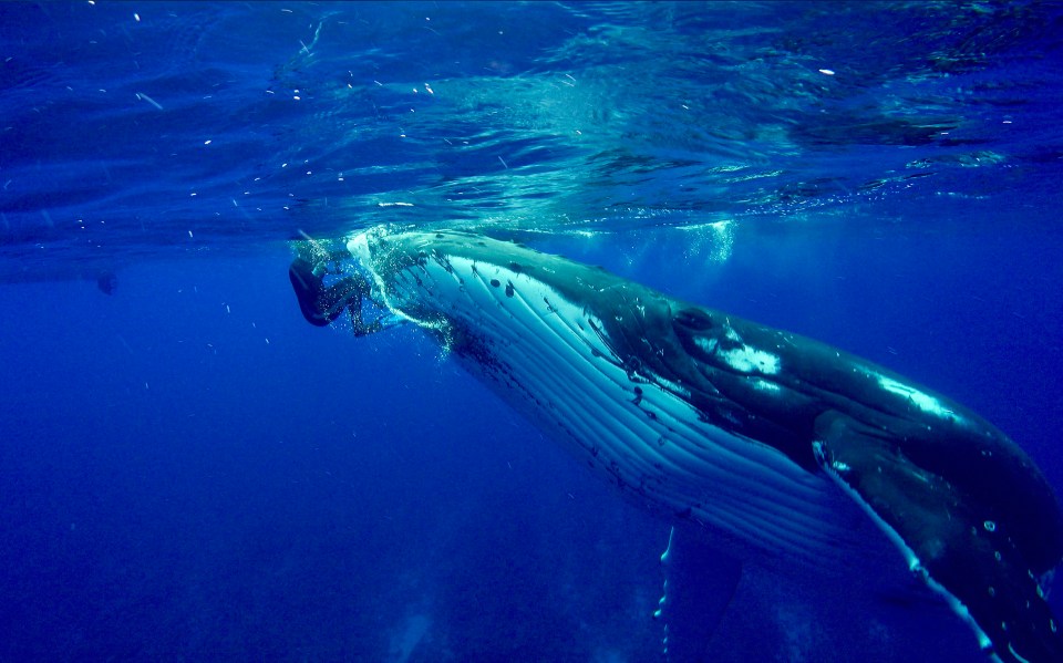 The heroic humpback whale ushered the marine biologist to the safety of her boat