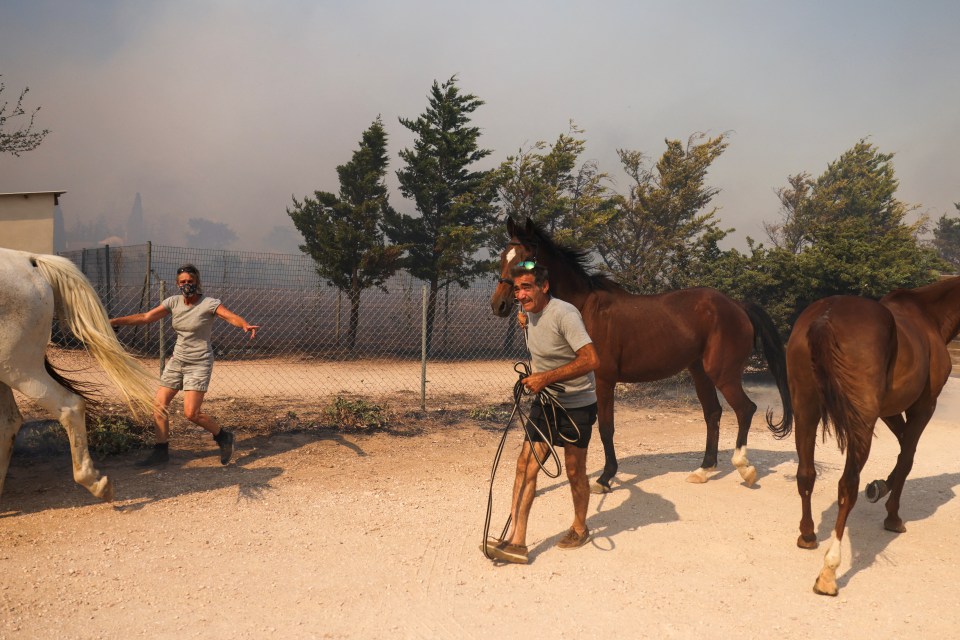 Horses being evacuated from a riding centre as a wildfire burns in Kalyvia