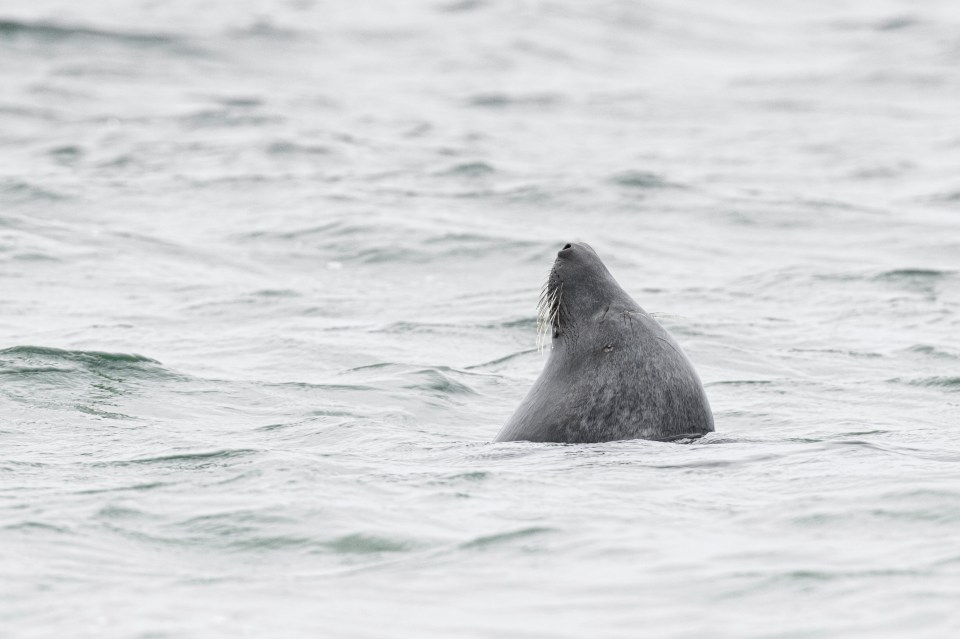 A great white expert confirmed the 'fin' was a seal who was 'bottling'