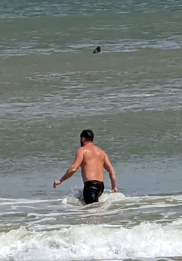 Despite it giving a fright to some, a great white expert confirmed it was not the deadly beast