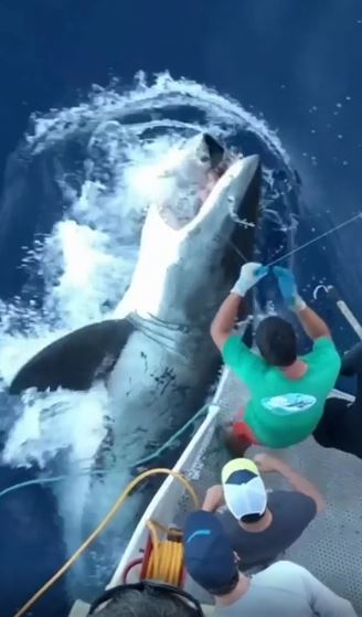 The great white shark breaks the surface and chomps its prey